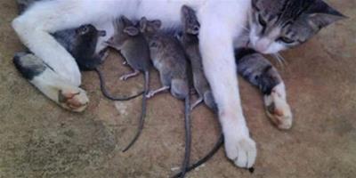 貓幫4只尾巴長長的老鼠餵奶 母愛就是這麼偉大