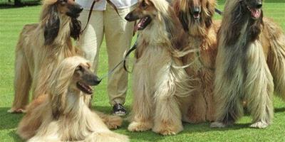 阿富汗犬的毛髮美容和護理
