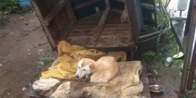 颱風吹走了狗狗的家，它的表情讓人看了好心疼！