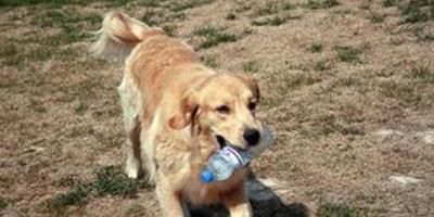 狗狗每天給主人揀塑膠瓶，背後故事讓人感動！