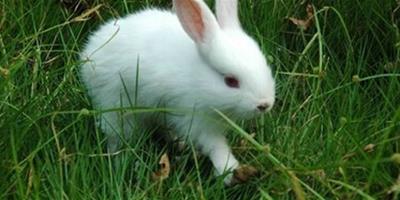 兔子如何吃 兔兔的飲食習慣很難改變