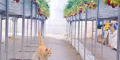 農民“請”貓咪駐守草莓園成為最萌巡邏員
