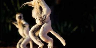 馬達加斯加狐猴大秀經典舞姿