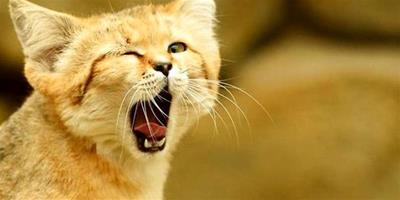 沙丘貓如何繁殖？沙丘貓繁殖週期多長