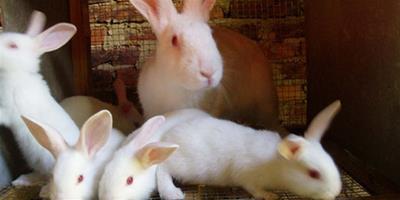 英種小型兔生病了怎麼辦 4種常見疾病的症狀