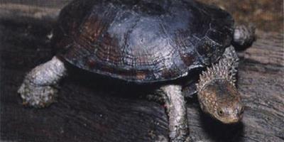 刺股蛇頸龜的品種簡介