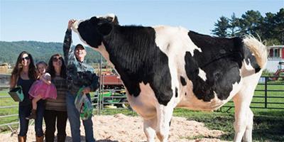 世界最大奶牛高1.9米每天排泄136斤 被當寵物養