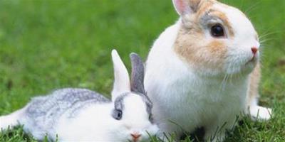 兔子吃多了怎麼辦 要科學的選擇飼料