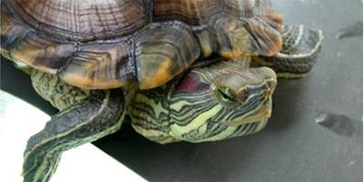 巴西龜冬眠怎麼養？要注意什麼？