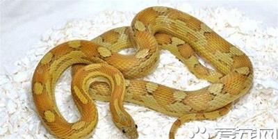 寵物玉米蛇多少錢 一般的玉米蛇300到400元
