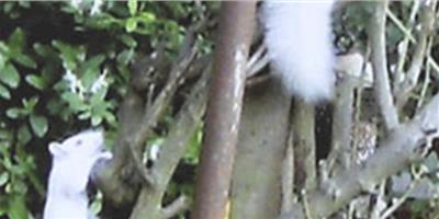英國夫婦發現罕見白松鼠