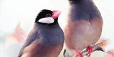 灰文鳥的繁殖過程