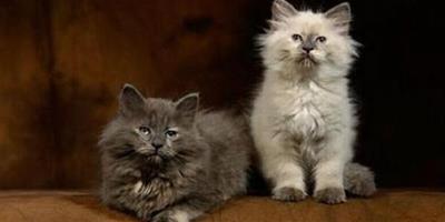 貓咪白血病的傳播方式以及對貓咪的危害