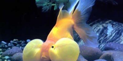 金魚的水泡眼破損嚴重嗎