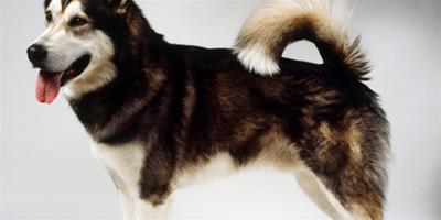 阿拉斯加雪橇犬喜歡什麼玩具？