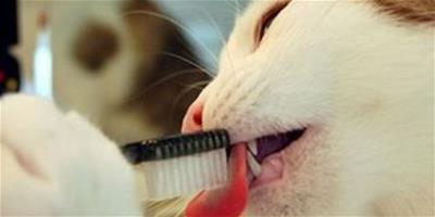 給寵物貓咪刷牙方法