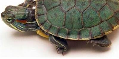 成年巴西龜如何飼養？