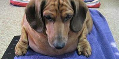 給寵物狗減肥應注意什麼