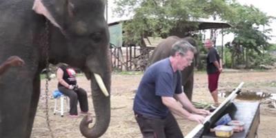 泰國一大象會彈鋼琴隨音樂打節拍