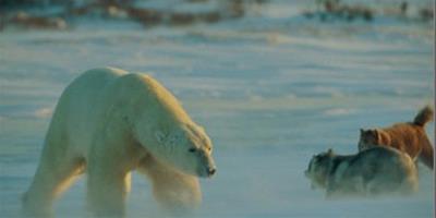 北極熊與雪橇犬親密接觸