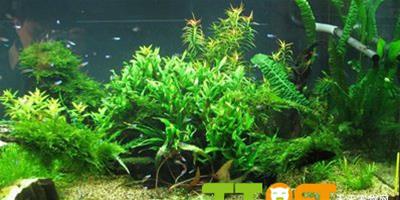 控制魚缸藻類生長的方法
