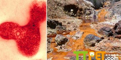世界十大最頑強生命：美國加州“鐵山”礦石中的微生物