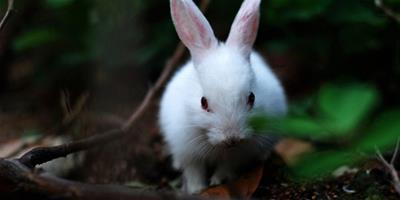 寵物兔冬季易患疾病小冊子