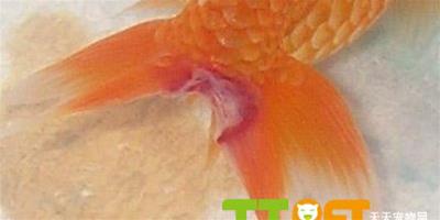 金魚爛鰭病的預防和治療方法