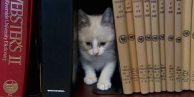 沒有書的“貓咪圖書館”提供流浪貓出借