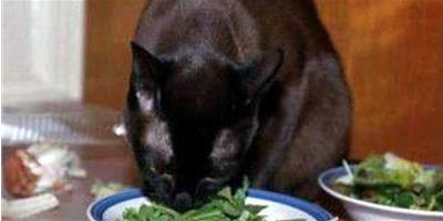 哪些食物不利於貓咪健康