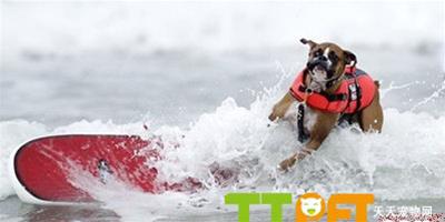 夏季，帶你的狗狗去衝浪吧