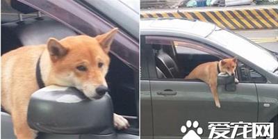 柴犬被留在車內 一臉哀怨掛後照鏡上