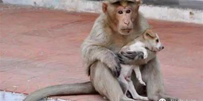 獼猴把流浪狗當兒子，遇到危險拼命保護