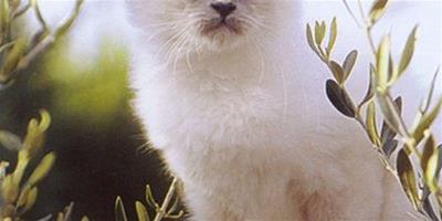 伯曼貓和布偶貓如何辨別，怎麼才能區分？