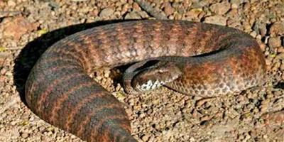 澳洲金剛蛇怎麼養 飼養時要格外的當心