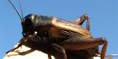 關於蟋蟀的生長環境