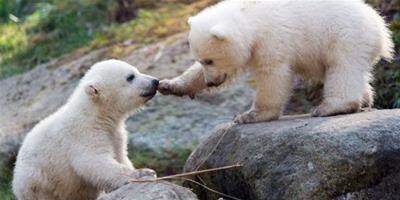 德國雙胞胎北極熊幼崽草地上打滾玩鬧