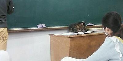 日本：有愛的校貓陪你一起上課