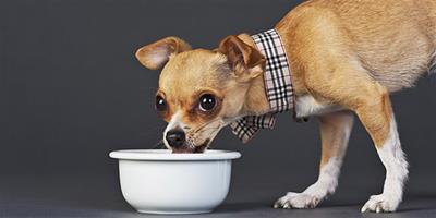 你有記得給狗狗洗碗嘛？