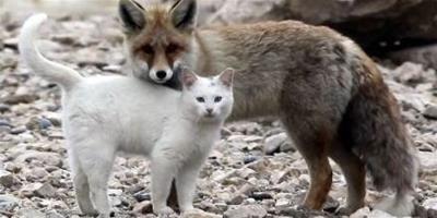 跨越種族的美麗相守：狐狸和貓同居