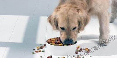 怎樣正確讓狗狗吃飯