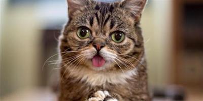 貓咪吐舌頭是什麼意思