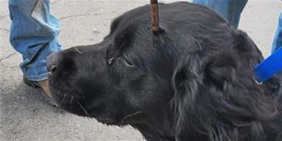 美寵物狗遭狠心主人射殺倖存 因犯虐待動物罪被捕
