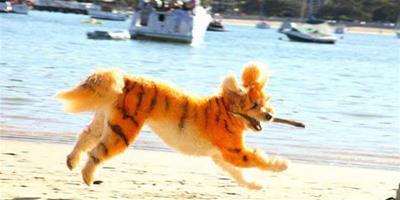 寵物美容師把寵物狗染成老虎的模樣 吸引了很多寵物主人的關注