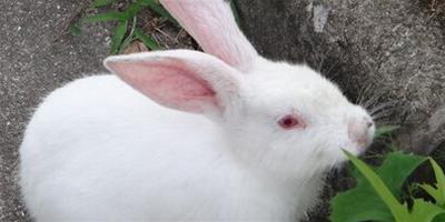 兔子掉毛吃什麼 身體缺乏營養易掉毛