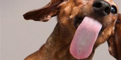 狗狗喜歡舔人的秘密，你都知道嗎？