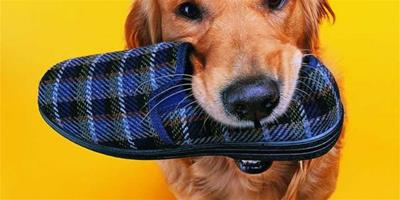 狗狗為什麼熱衷於啃鞋子？
