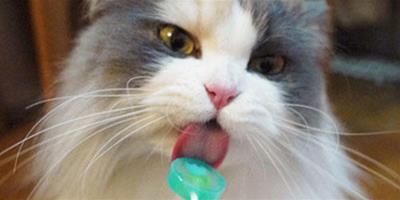 貓咪愛吃甜食嗎？