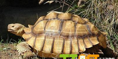 蘇卡達陸龜壽命大概多長時間？最大能長多大？