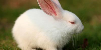 新買兔子應如何飼養？